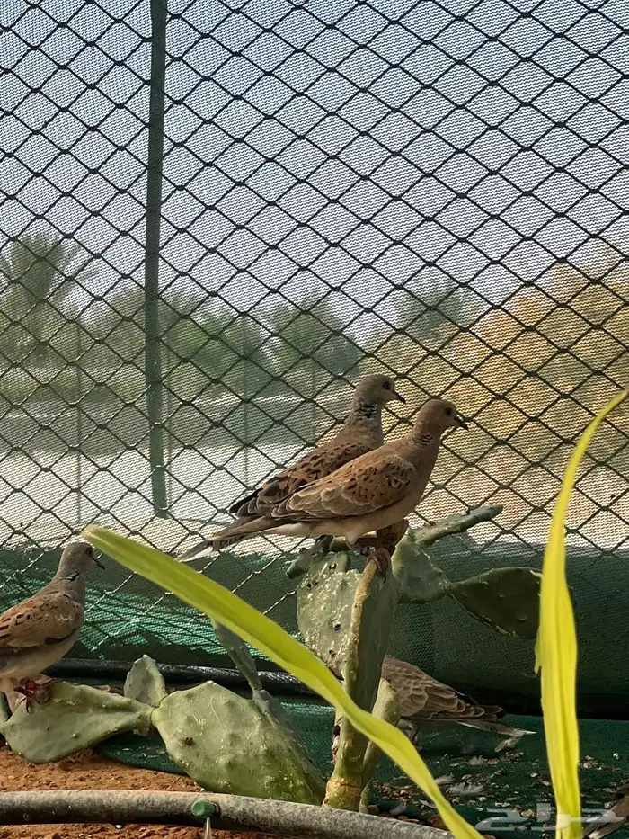 فروخ قمري 0