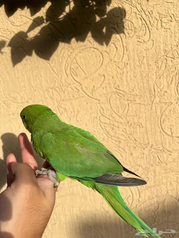 دره اليف مره بسعر مناسب صحه و نظافه شرط 4