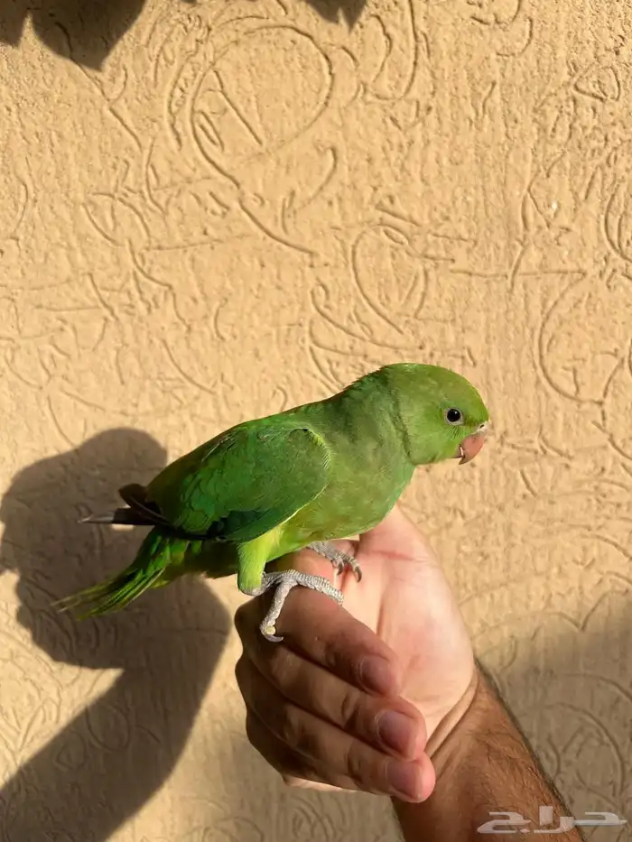 دره اليف مره بسعر مناسب صحه و نظافه شرط 0