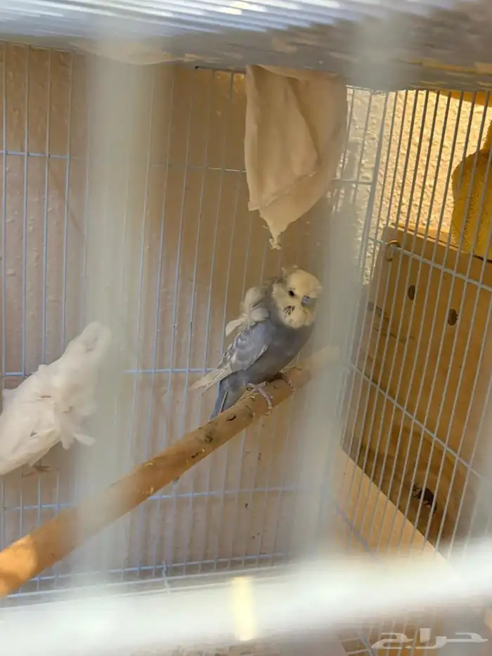 زوج بادجي هوقو كرست هولندي 7