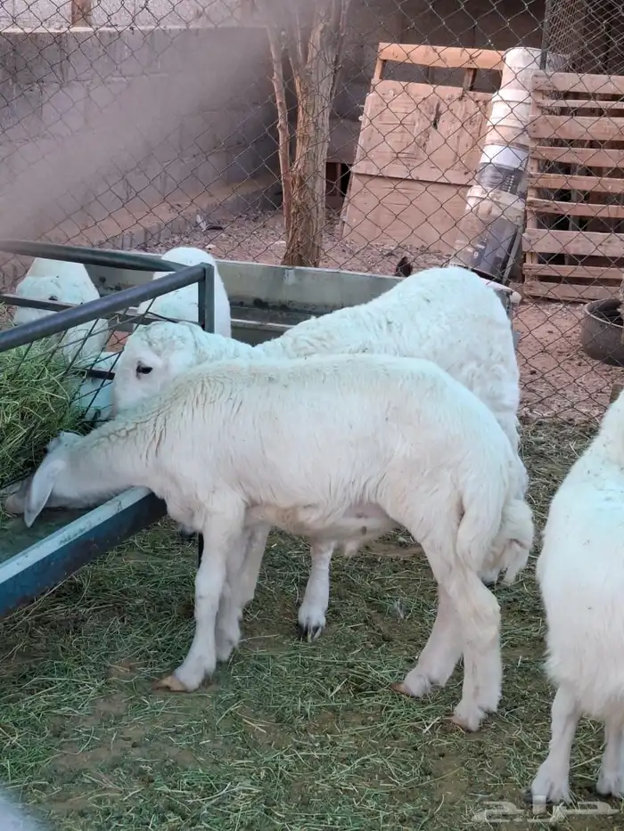 خرفان حري للبيع 1