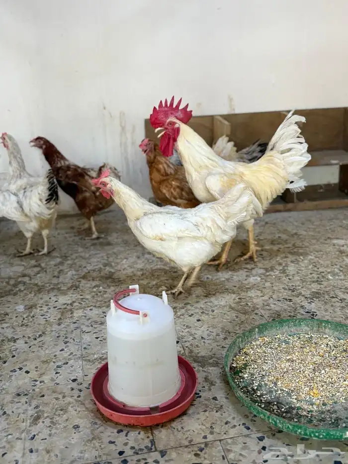 دجاج لوهمن 1