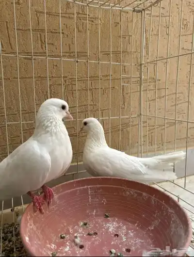 حمام صنعاني index