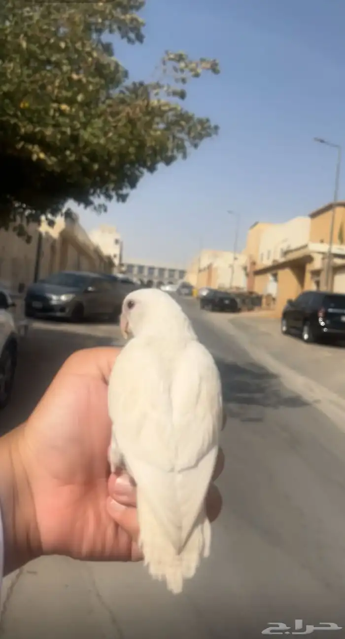 روز هدد 2