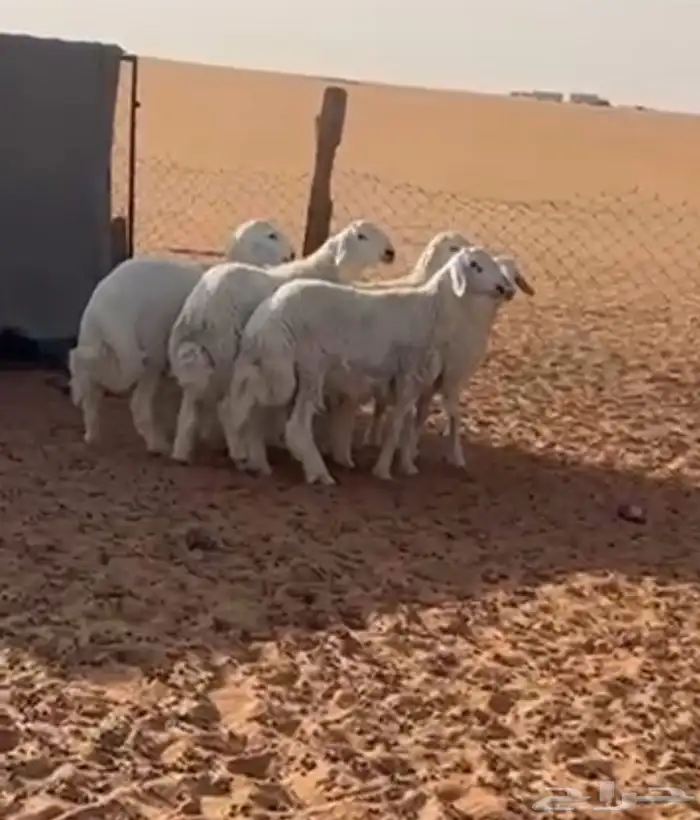 5 طليان للبيع الموقع العتش 3