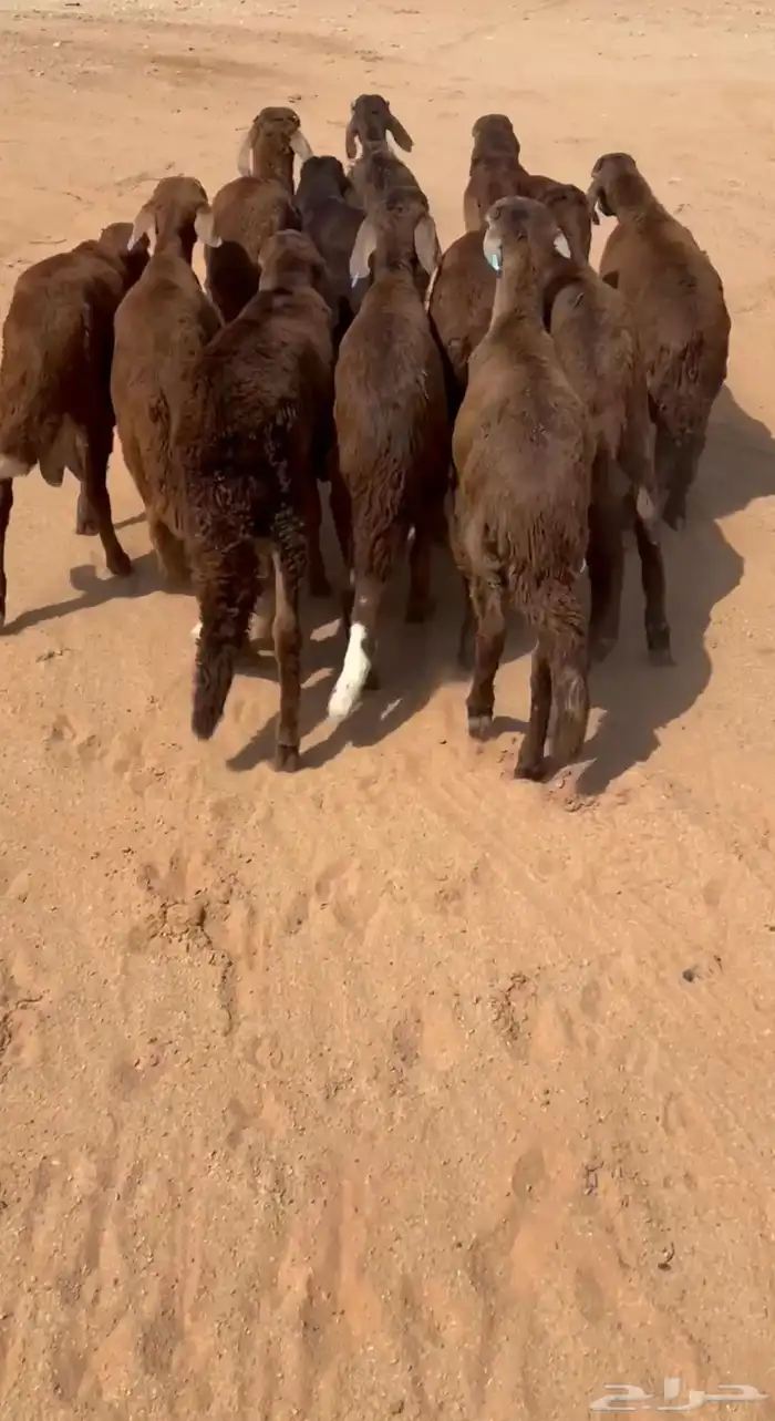 سواكن مرابي شهرين طيبة ونظيفه 0