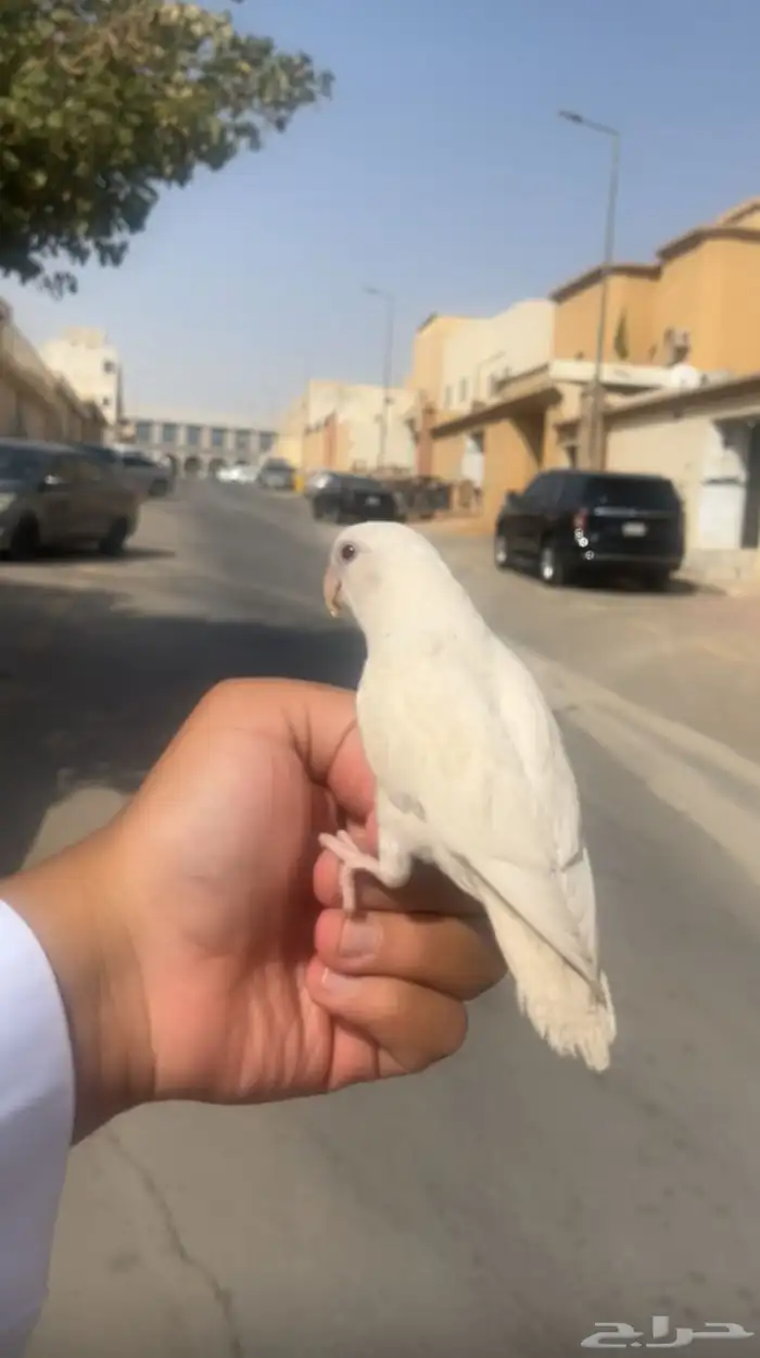 روز هدد 0