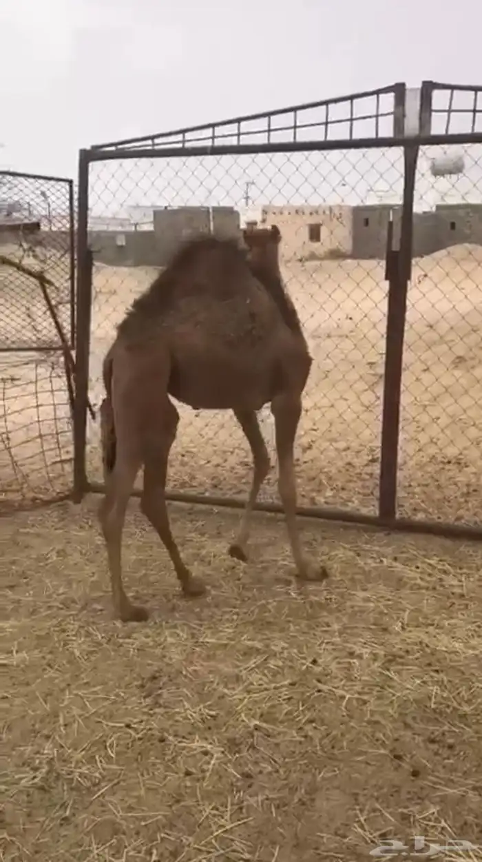 بكره لبانيه ارباع و اثمان 2