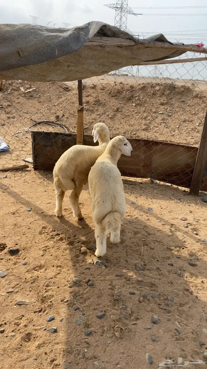 طليان العدد 2 0