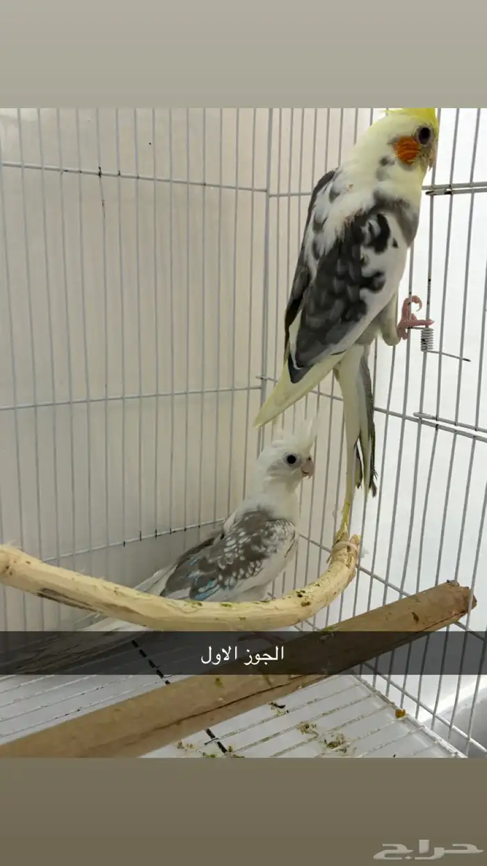 جوزين كروان هولنديات مع الفروخ 0