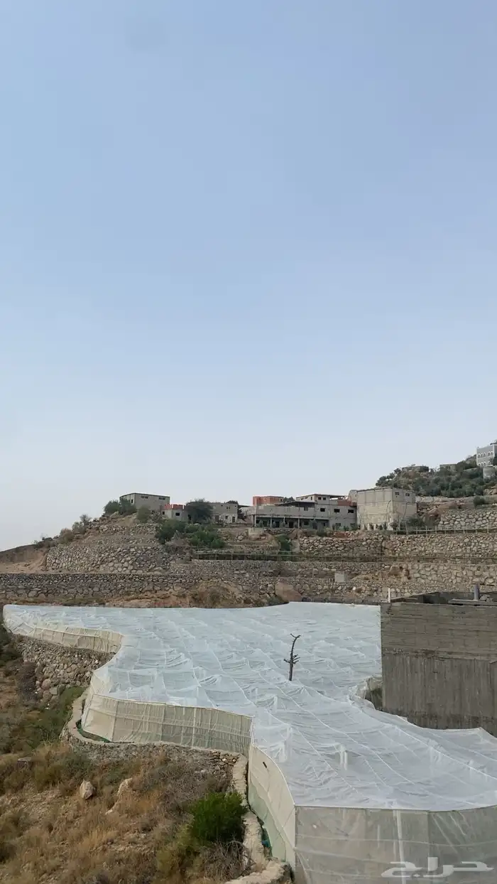 عنب بني سعد 3