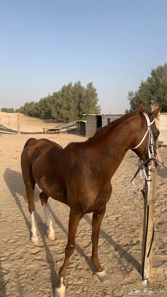 حصان شعبي طرب 1