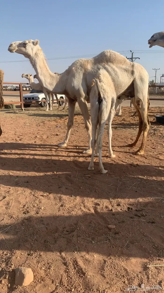 عشاير مبيوعه عياله بيع 4500 5