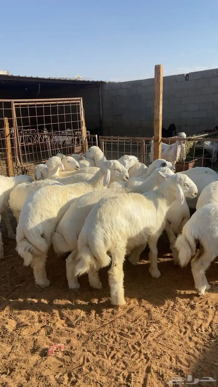خرفان حري الطايف ( يوجد سلخ وتوصيل) 2