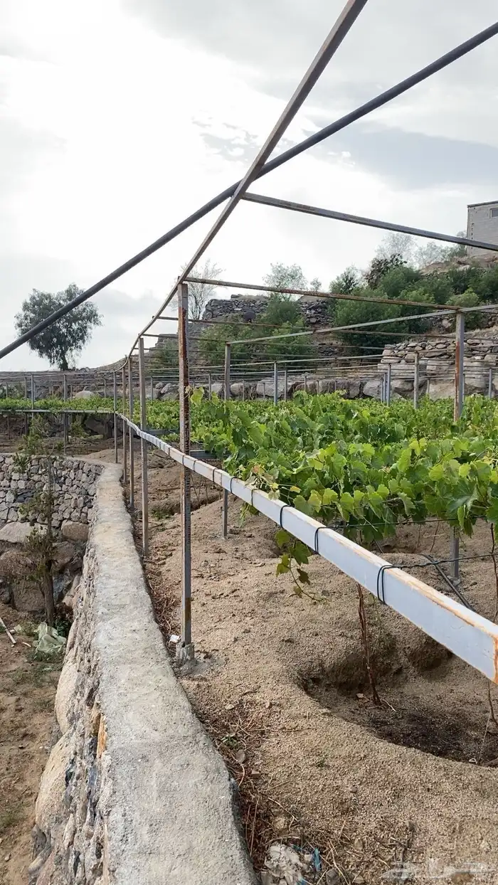 عنب بني سعد 0