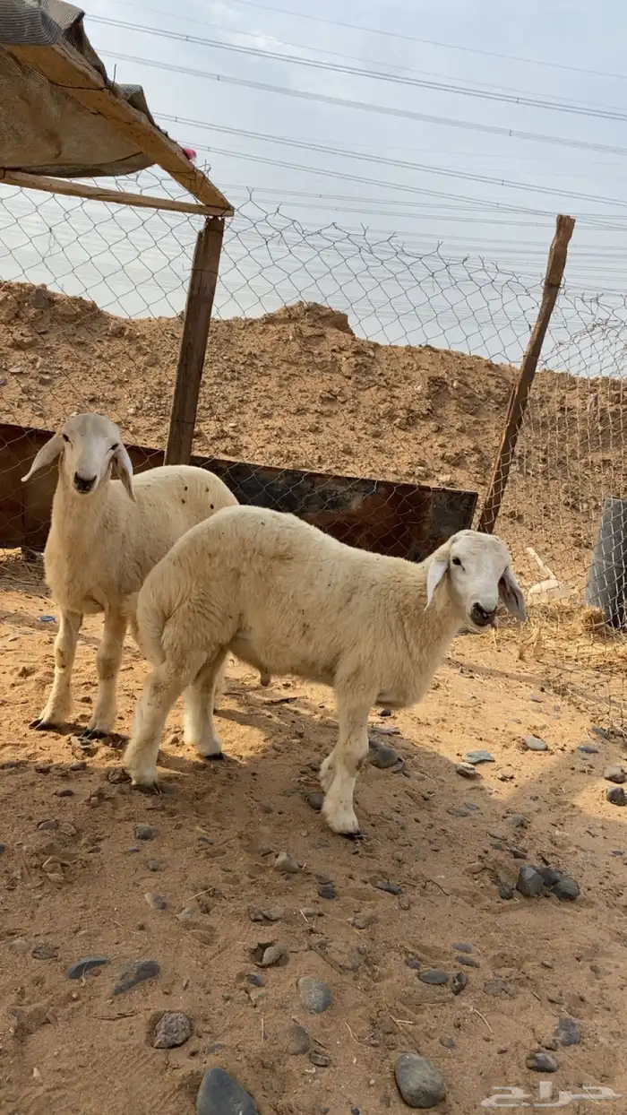 طليان العدد 2 1