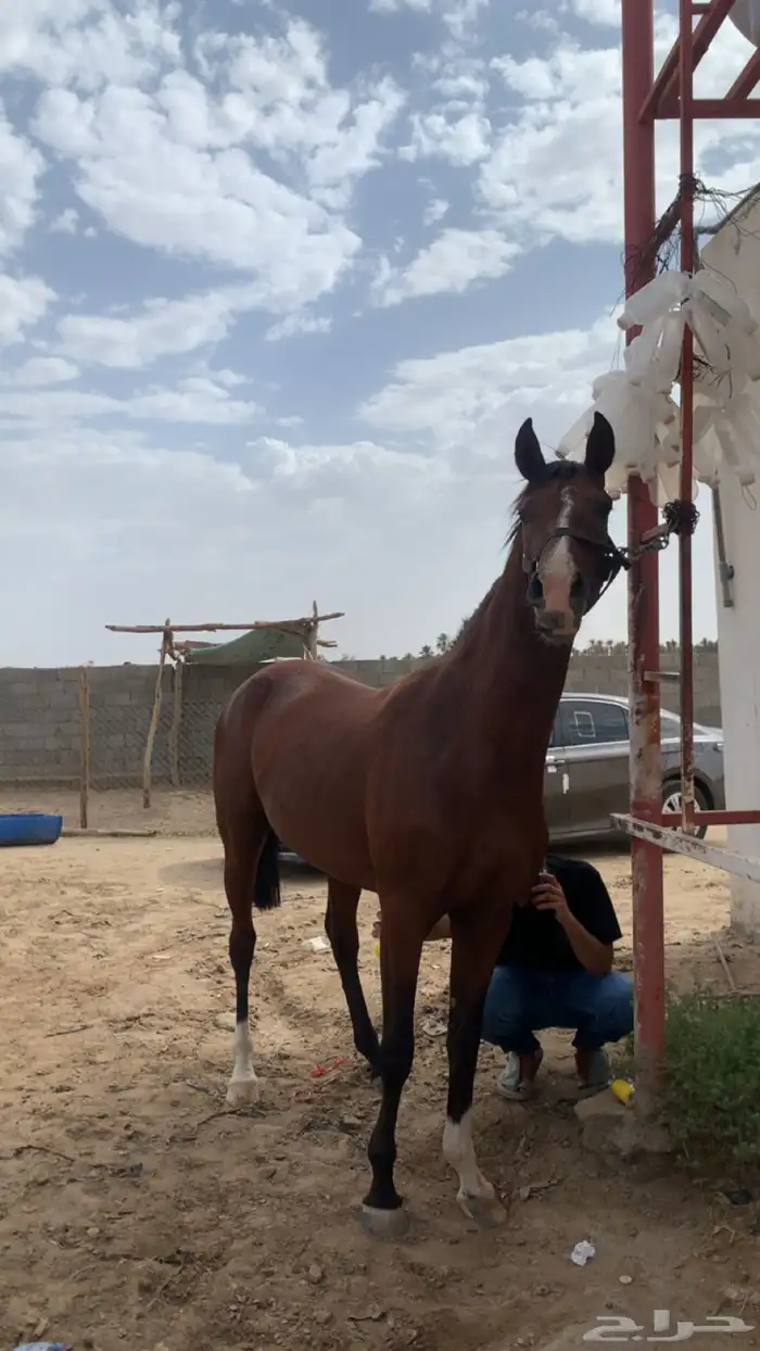 حصان شعبي سبوقق 2