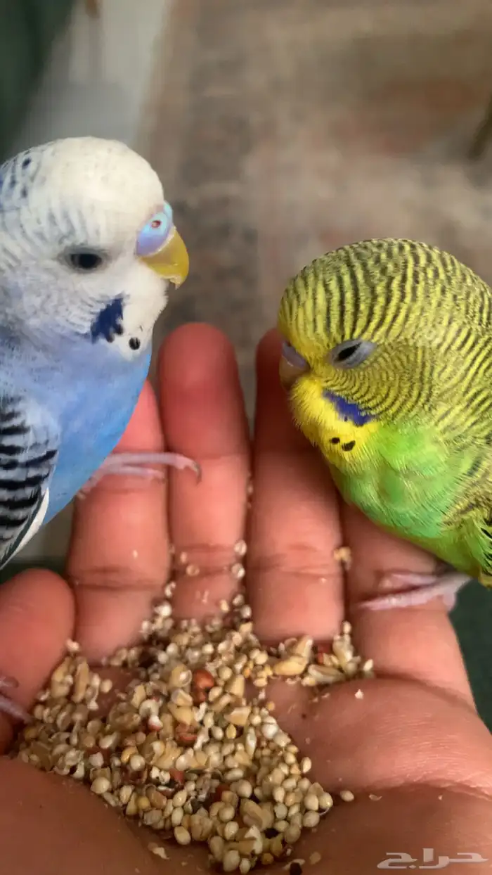 عصفور البادحي أو الحب على السوم 2