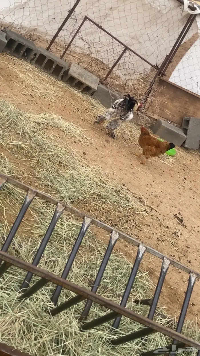 عدد 17مابين دجاجه وديك براهما للبيع 12