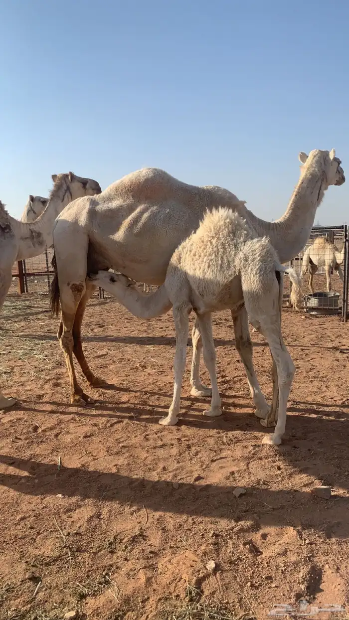 عشاير مبيوعه عياله بيع 4500 4