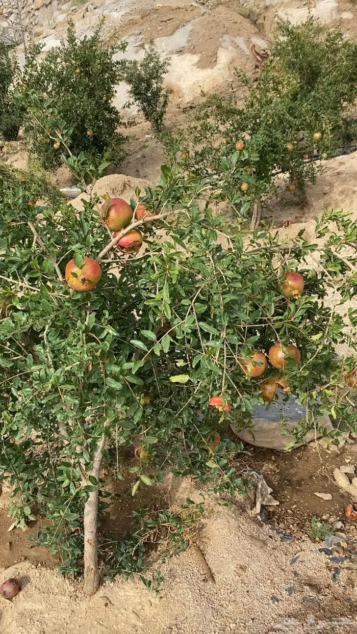 عنب بني سعد 2