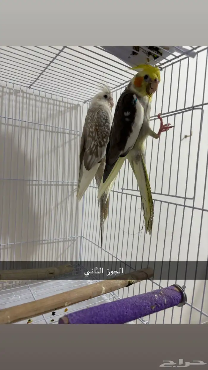 جوزين كروان هولنديات مع الفروخ 3
