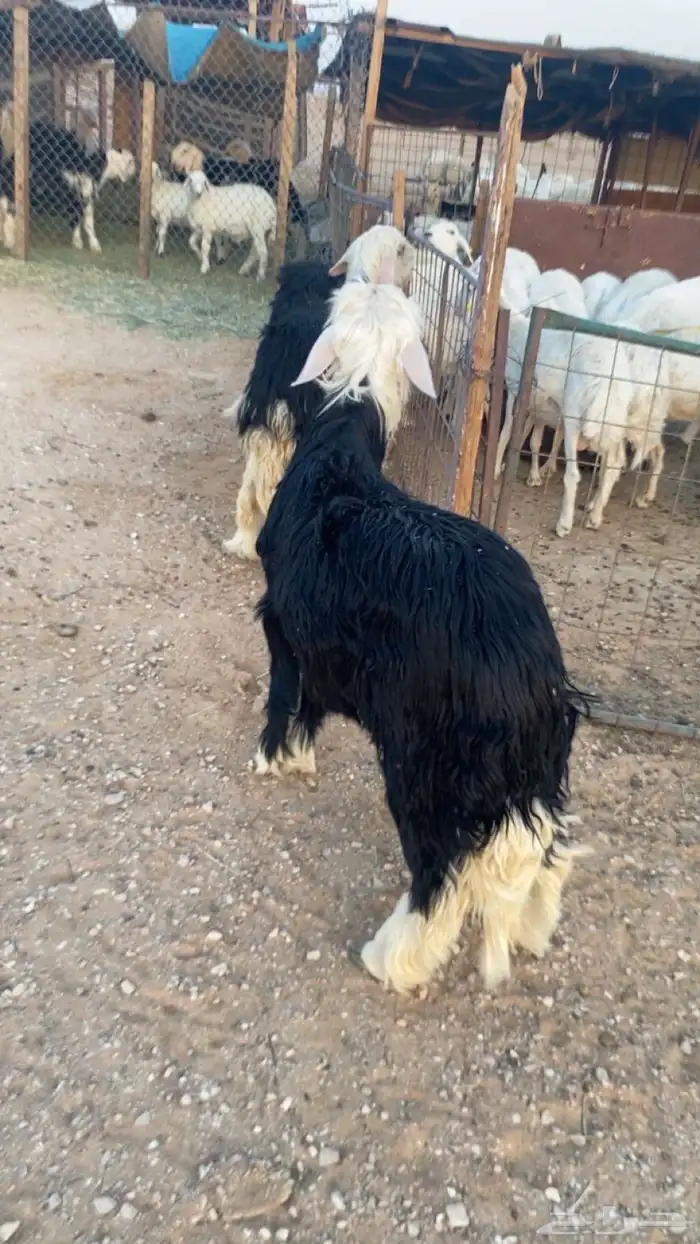 طليان نجد 1