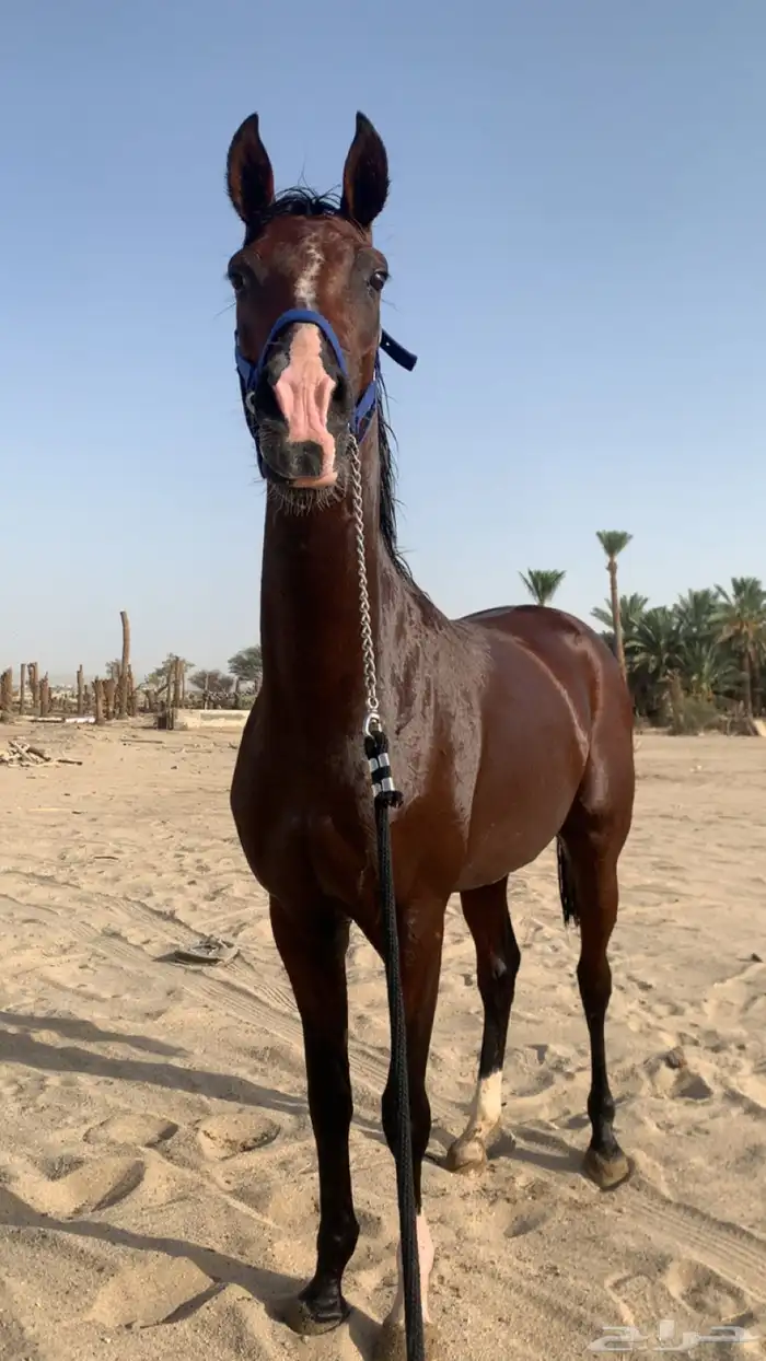 حصان شعبي سبوقق 3