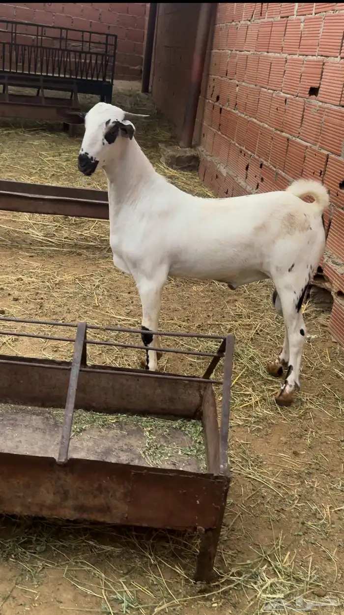 مشروع بيشي صنف الصنف 2