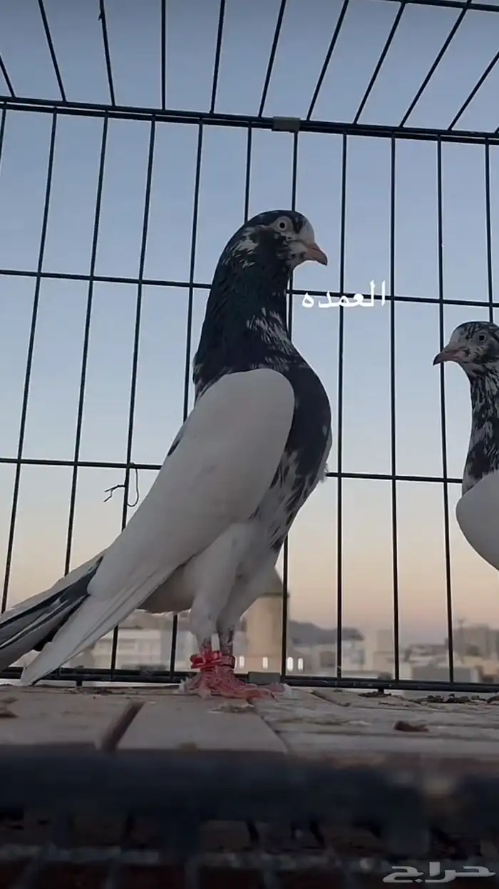 حمام باكستاني سخي 0
