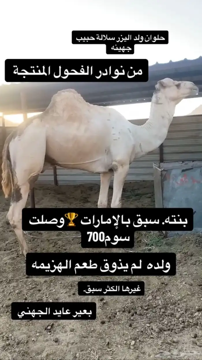 خلفه شكل وسلاله طيبه 3
