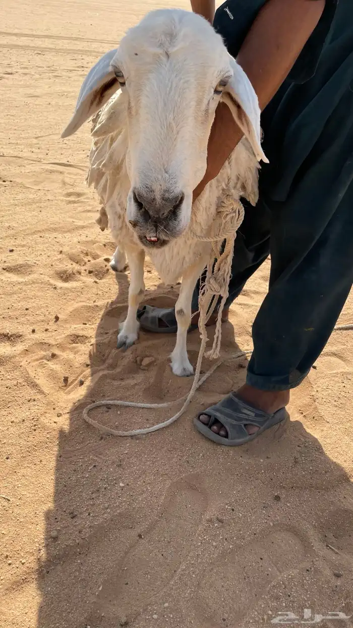 حريات حايل ومصعد 5