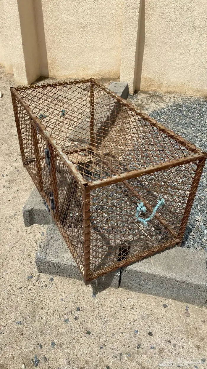 شبك دجاج بيشه 4