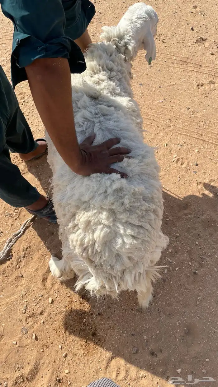 حريات حايل ومصعد 0