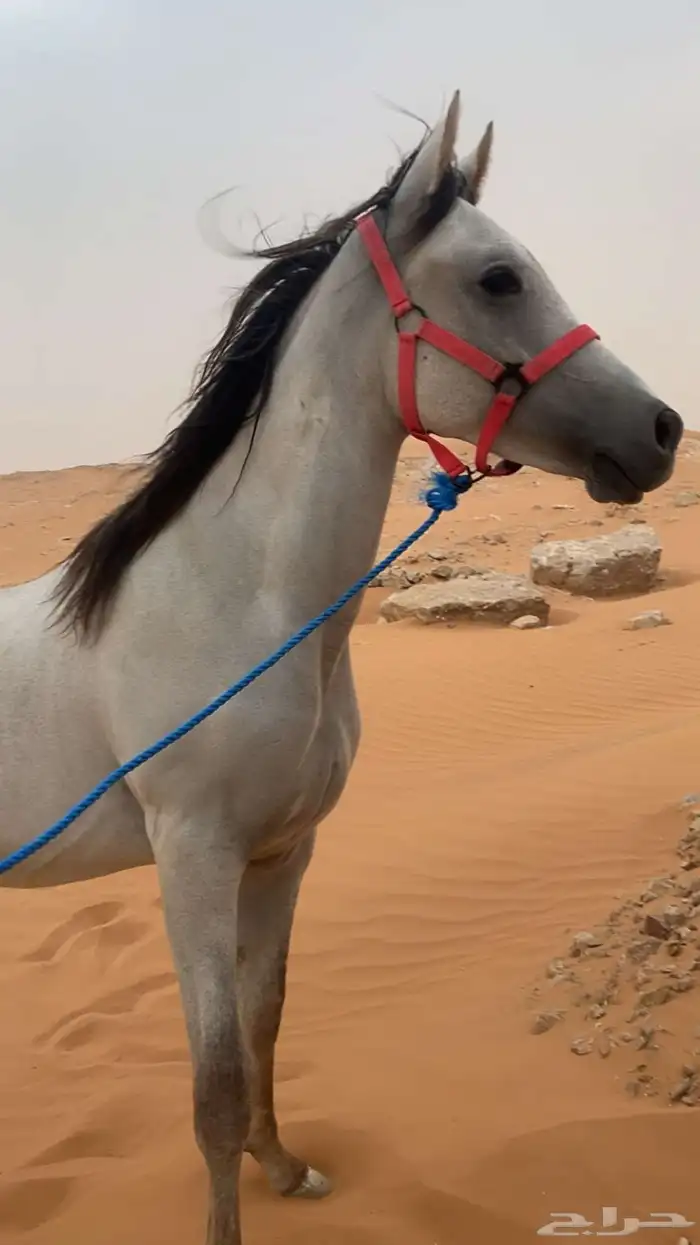 مهر واهو شيخ 0