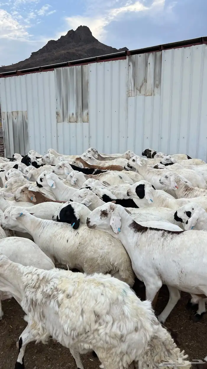 طليان سواكن شبيه الحري دمازين مرابى ذبائح 0