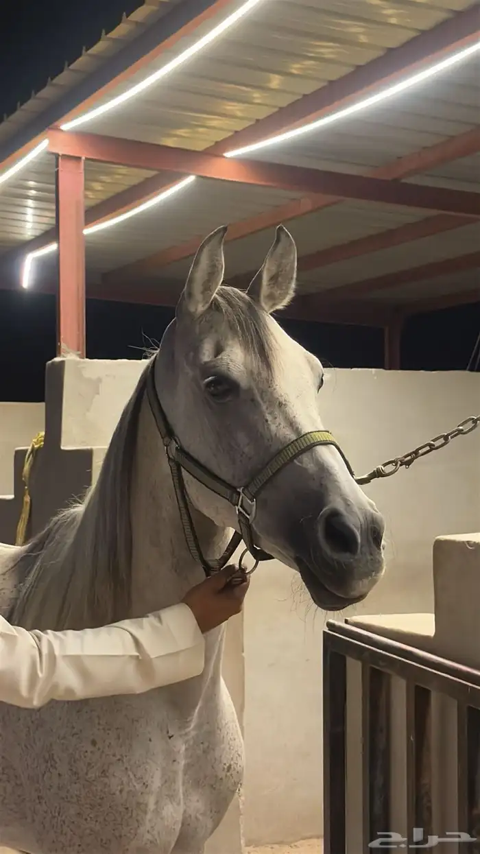 فرس و مهرة شعبية 1
