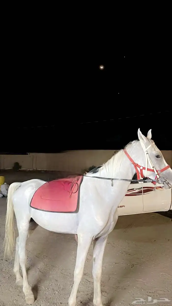 حصان 3