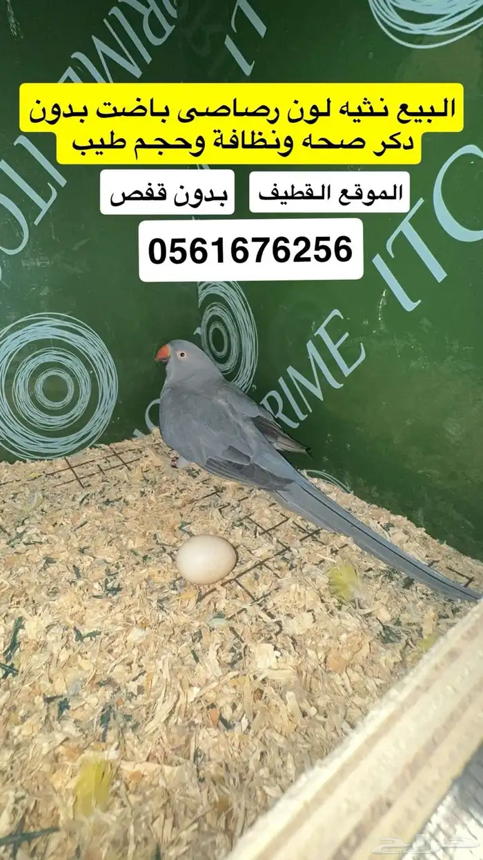 اناثي درات هولندي وذكر نيبالي 2