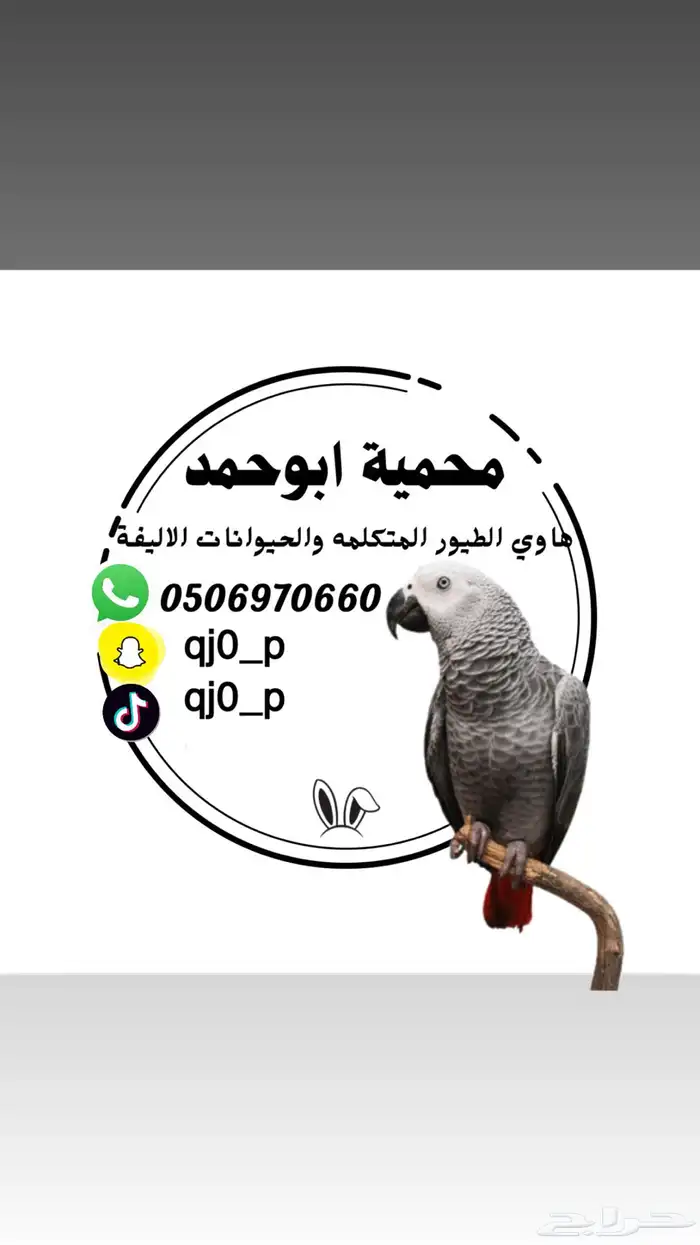 ببغاء كويكر ( الراهب ) دايلوت- ازرق فاتح لاهل الغر وهواة هدد 6