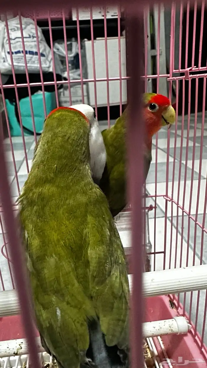 للبيع طيور روز ذكور 1