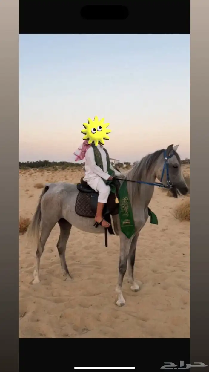 فرس و مهرة شعبية 5
