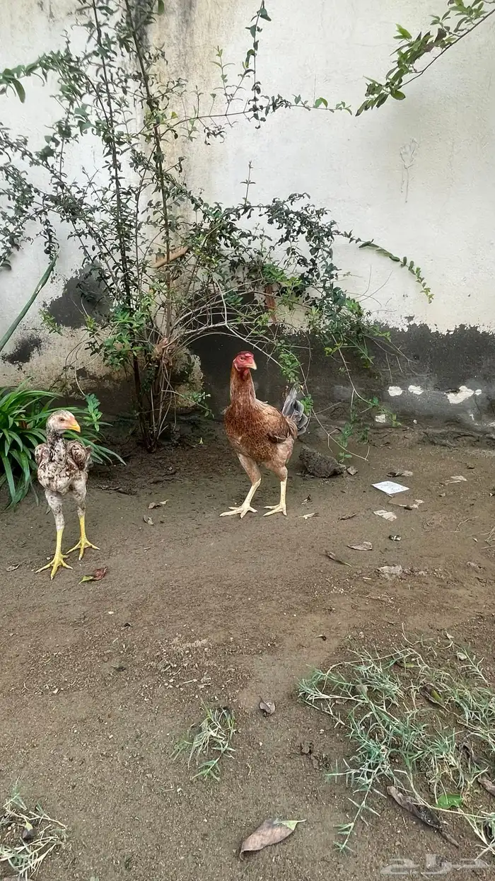 فرخ سندي 2