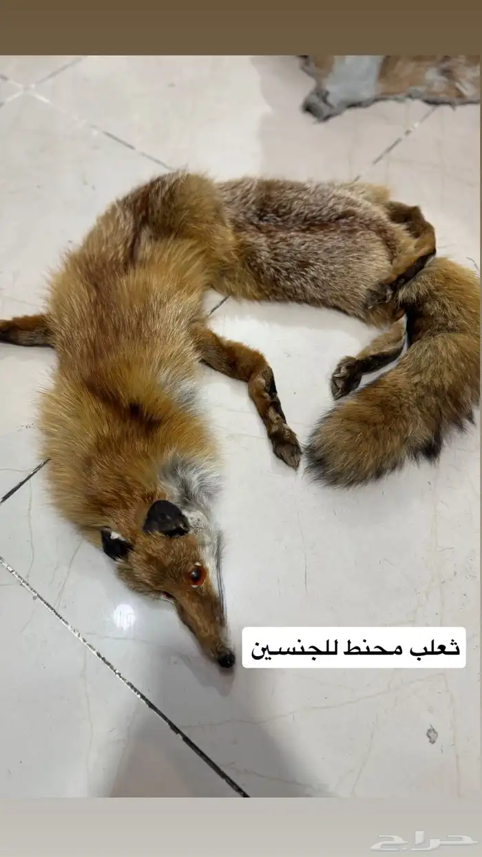 مستلزمات الشتاء 19