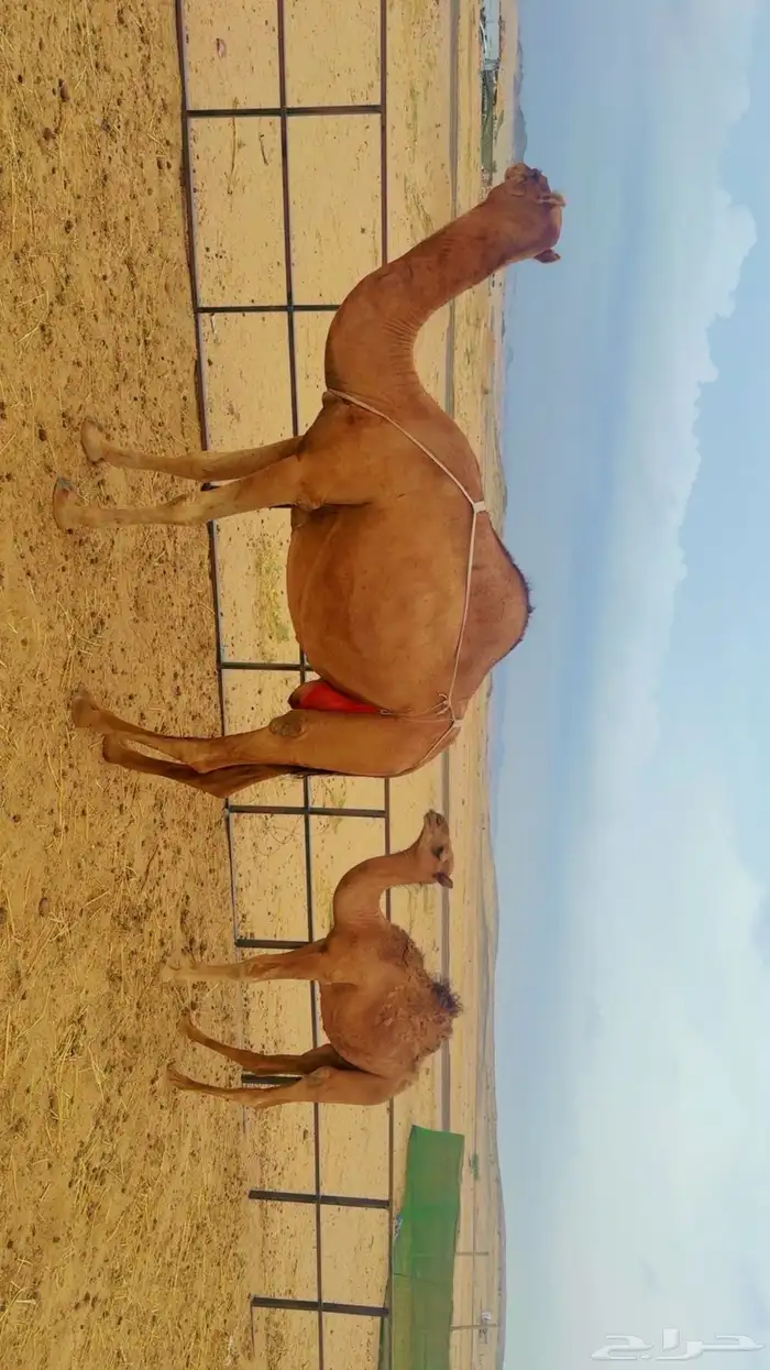 خلفات سواحل للبيع 3