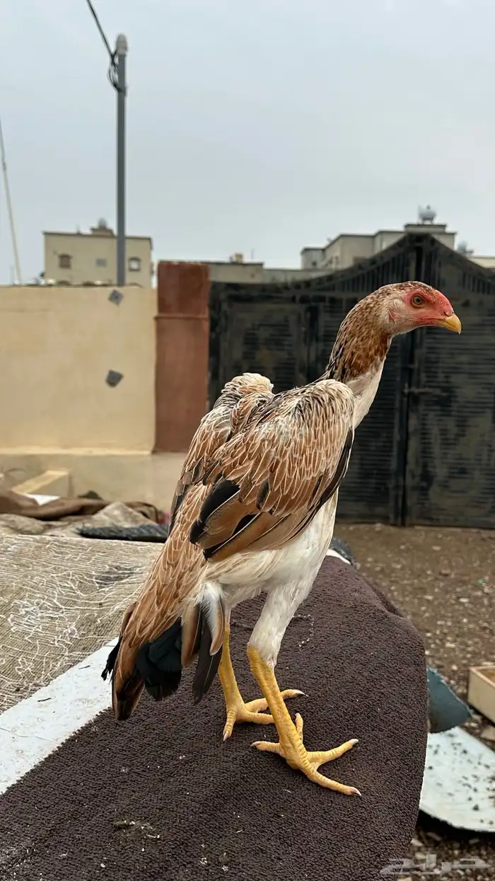 فروخ شاموو ياباني 2