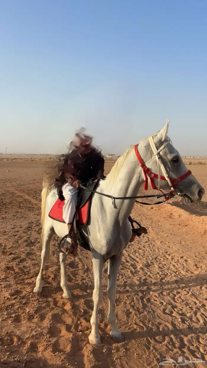 حصان 1