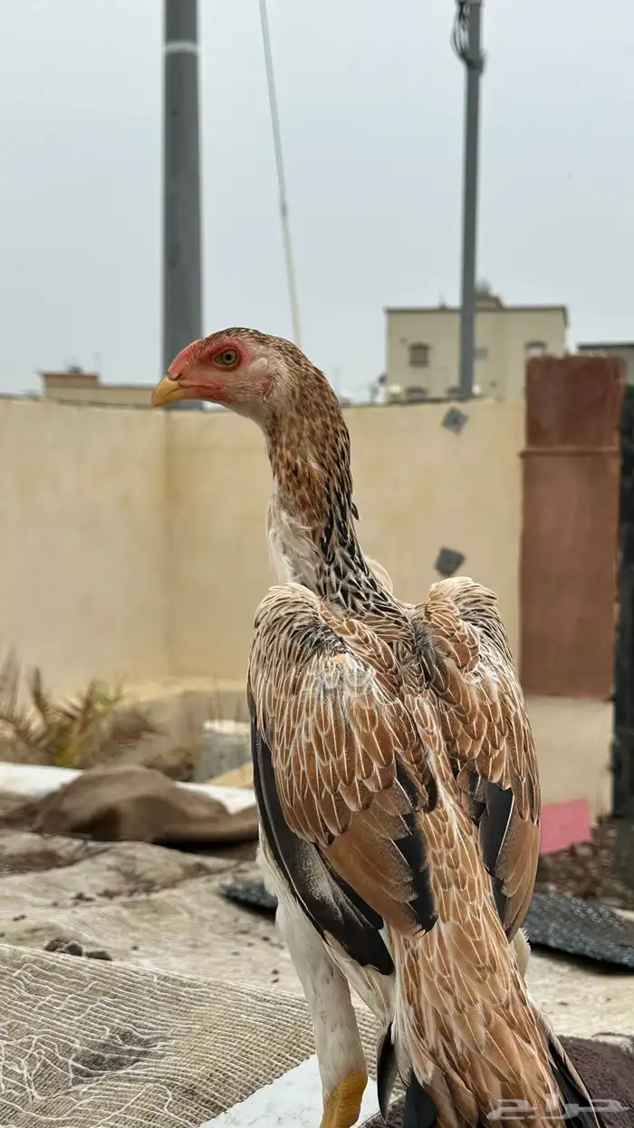 فروخ شاموو ياباني 0