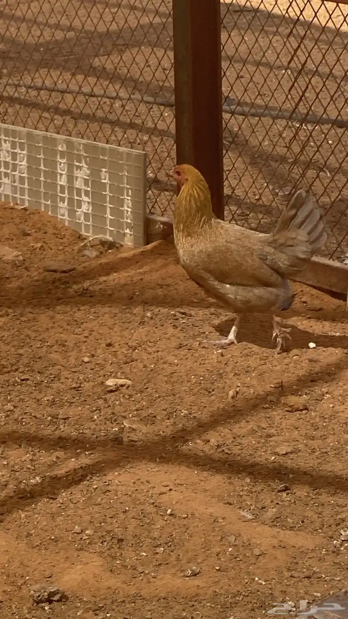 بيض هجين سلالات مخصب ودجاج بياض هجين براهما 2