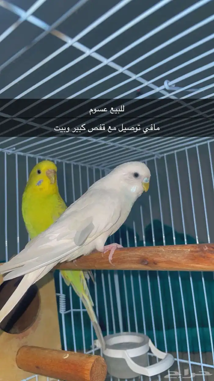 طيور حب للبيع اناسمو 300 مع قفص كبير وبيت 0